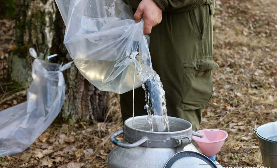 В Гродно стартует продажа березового сока: где купить и сколько будет стоить?