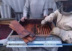 У жителя Мостовского района украли 100 000 пчёл