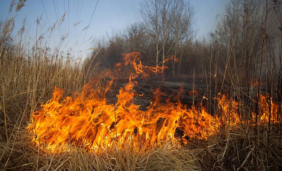 Почему опасно сжигать сухую растительность? 