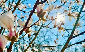 В Гродно цветет магнолия