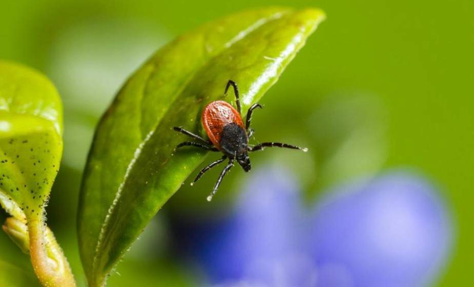 Более 60 людей пострадали от укусов клещей в Гродненской области с начала 2026 года