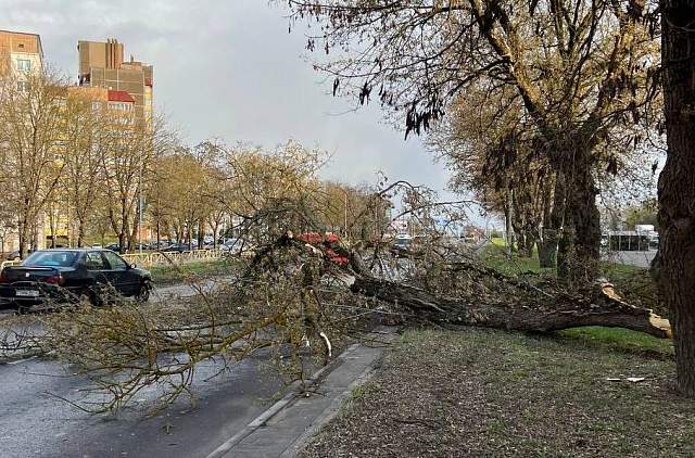 Последствия сильного ветра ликвидировали спасатели в Гродненской области