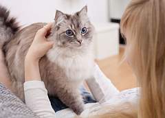 Зачем одинокие женщины заводят кошек?
