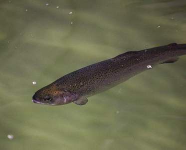 Александр Лукашенко предложили расширить производство ценных пород рыб