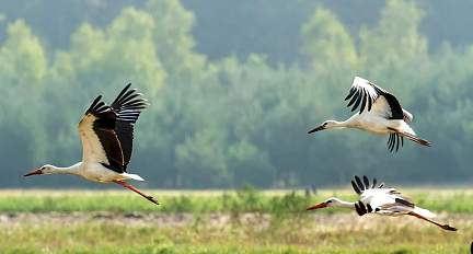 Извините, задержались! Почему аисты не спешат возвращаться в родное гнездо
