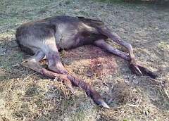 На границе с Литвой погиб очередной лось