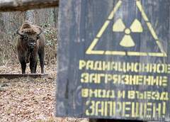 Чернобыль 40 лет спустя. В зону отчуждения вернулись животные, находящиеся под угрозой исчезновения