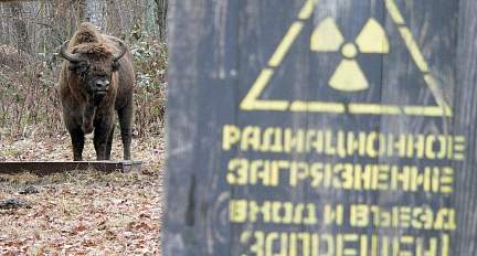 Чернобыль 40 лет спустя. В зону отчуждения вернулись животные, находящиеся под угрозой исчезновения