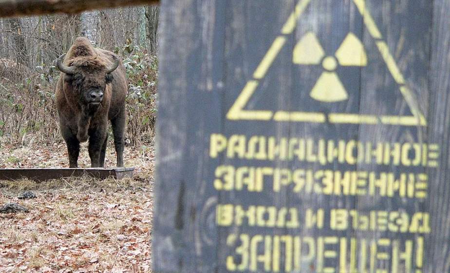 Чернобыль 40 лет спустя. В зону отчуждения вернулись животные, находящиеся под угрозой исчезновения