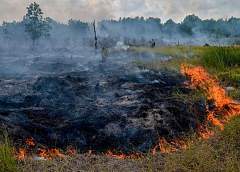 2 лесных пожара потушили на Гродненщине за сутки