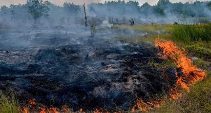 2 лесных пожара потушили на Гродненщине за сутки