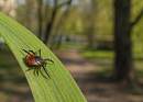 Сезон клещей в Гродно: где опасно гулять?