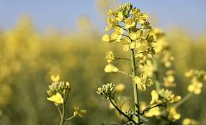 Рапсовое поле цветет под Гродно