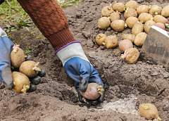 Дачникам в Беларуси советуют не торопиться с посадкой картофеля