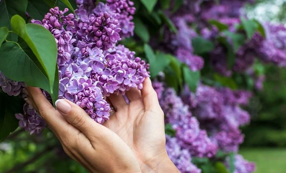 Сирень: где можно, а где нельзя собирать цветы