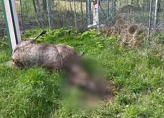 На границе с Литвой обнаружен павший лось
