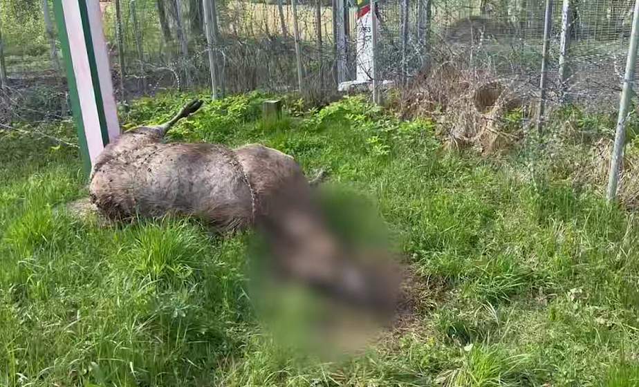На границе с Литвой обнаружен павший лось