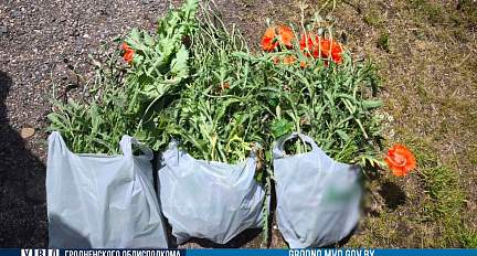 Более 540 кг мака ликвидировали за неделю в Гродненской области