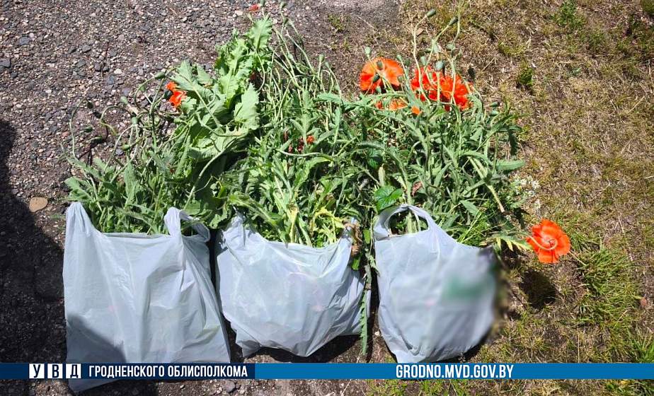 Более 540 кг мака ликвидировали за неделю в Гродненской области Более 540 кг мака ликвидировали за неделю в Гродненской области