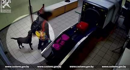Служебная собака Гродненской таможни за неделю выявила три факта незаконного перемещения марихуаны
