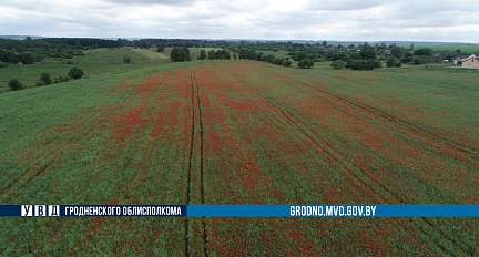 11 тонн дикорастущего мака уничтожили в Гродненской области за неделю