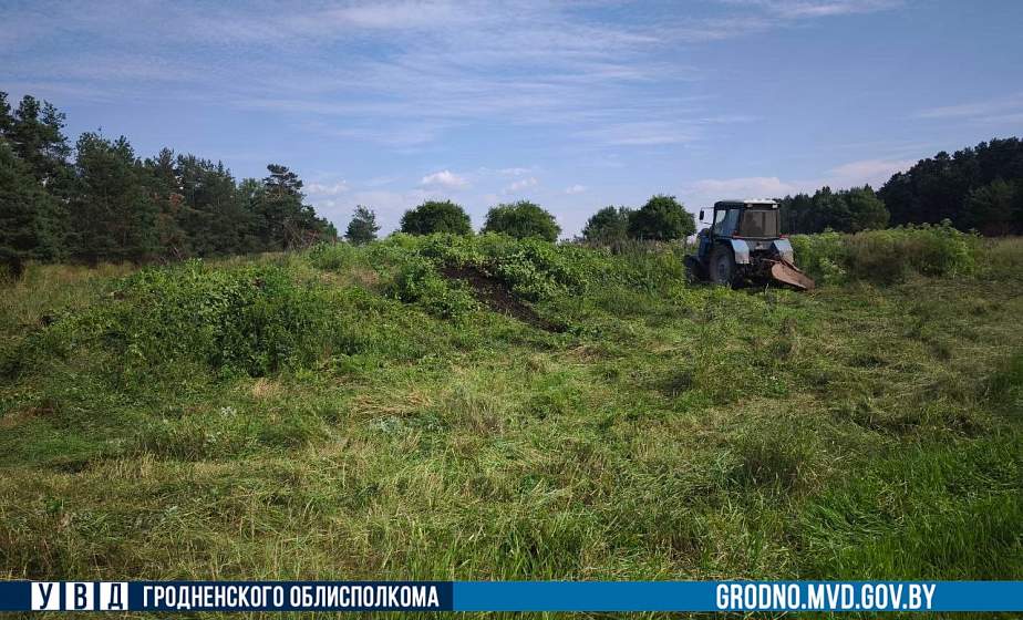 В Гродненском районе уничтожено более 6 тонн дикорастущей конопли