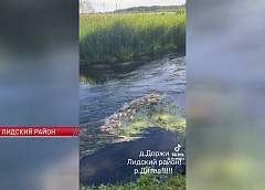 Жители Лидского района бьют тревогу из-за загрязнения реки Дитва
