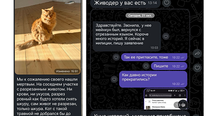 В Гродно проверяют слухи об орудующем в городе живодере