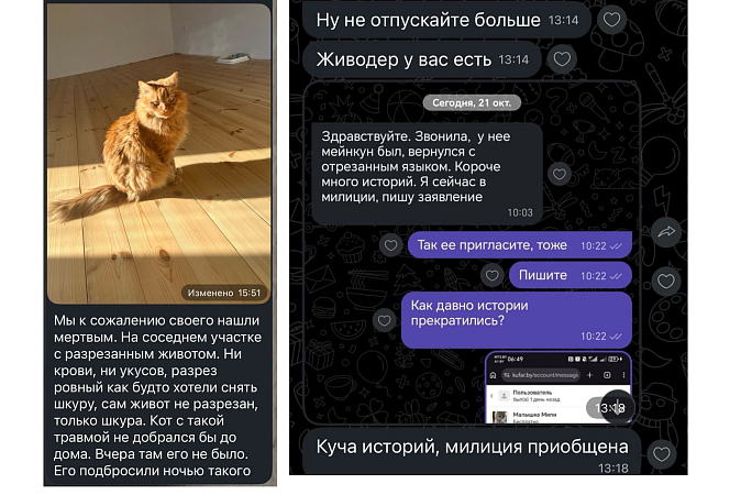 В Гродно проверяют слухи об орудующем в городе живодере