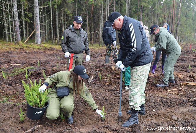 Профсоюзный десант и руководство Гродненской области вышли на восстановление леса после бурелома