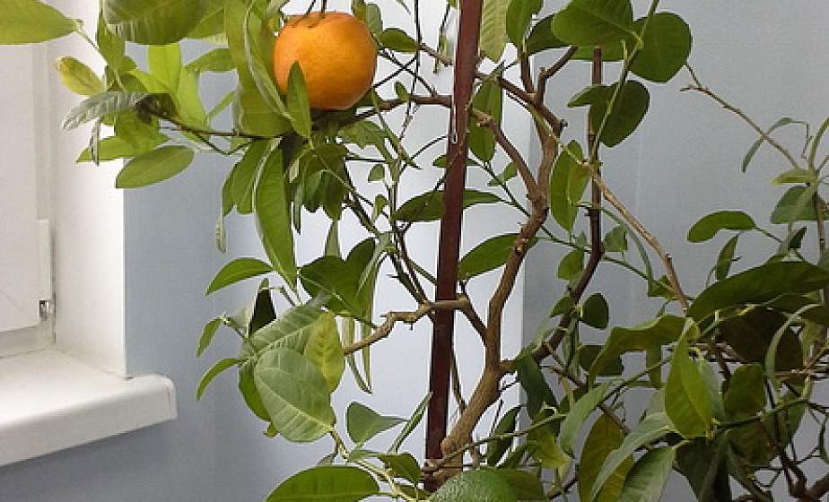 Гродненец дома выращивает мандарины к новогоднему столу