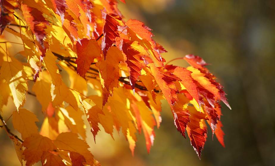 В Гродно обновился температурный рекорд