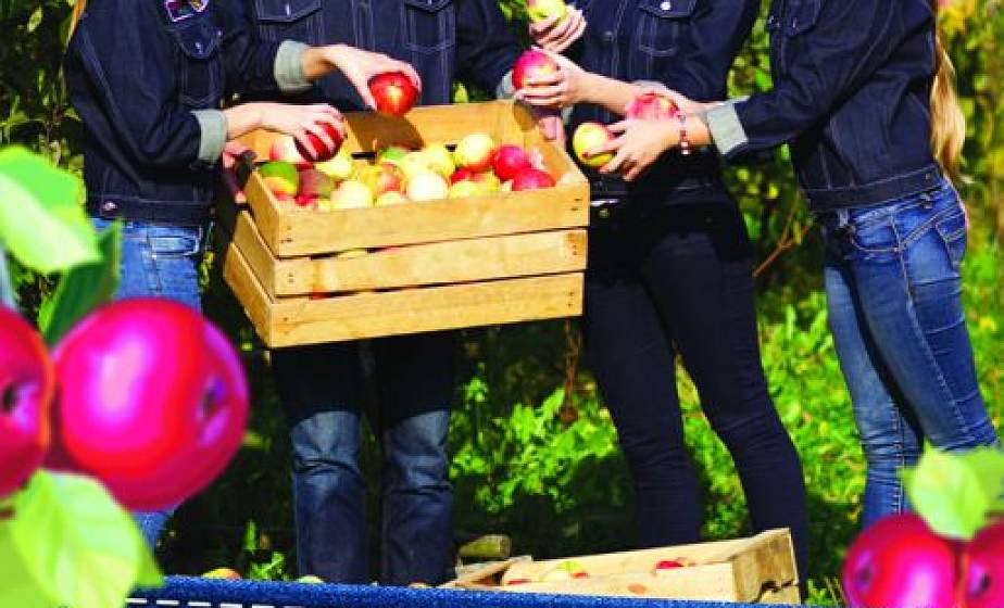 Как попасть в студотряд и какую работу предложат молодым людям в этом году?