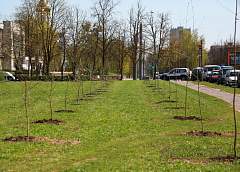 Полторы тысячи новых деревьев посадят в этом году в Гродно: зеленее станет в микрорайонах и в центре
