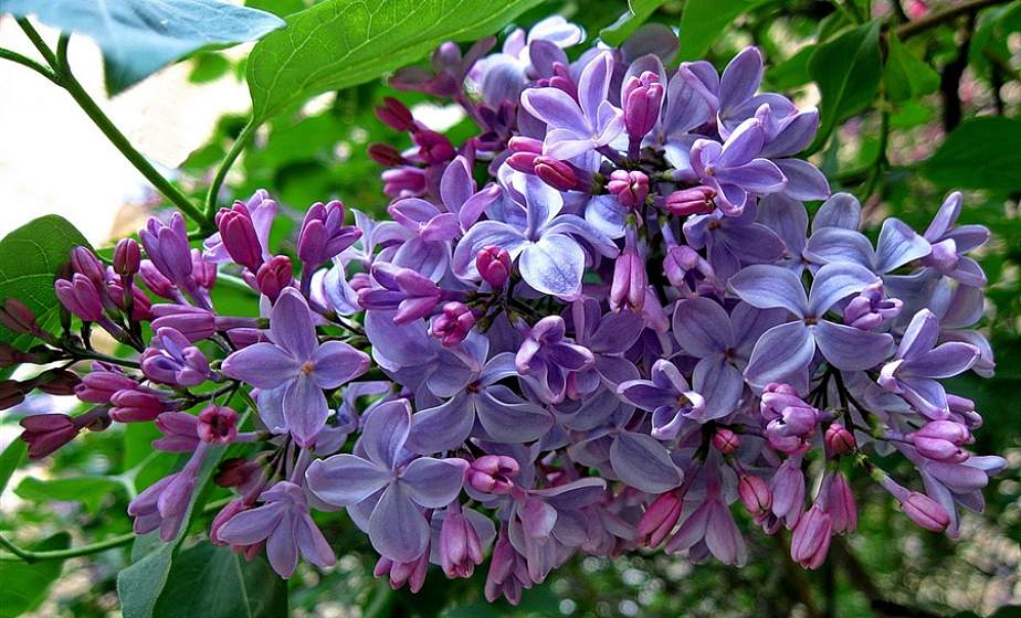 До 22 градусов тепла ожидается по югу Беларуси 6 мая