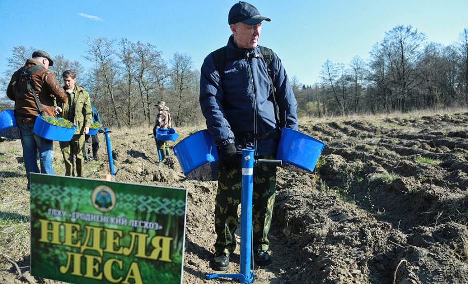  Cвыше 20 тысяч саженцев сосны высажено в районе Августовского канала  