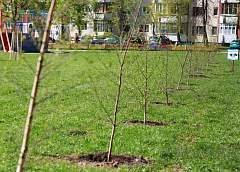 Двести деревьев,  3,5 тысячи кустарников будут радовать гродненцев в сквере, который заложили весной в жилом микрорайоне Гродно 