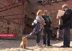 «В княжеском дворе обедают»: в Мирском замке двух котов собираются нанять на работу