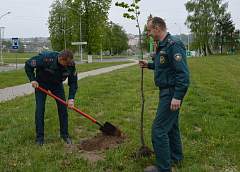Новогрудские спасатели высадили липовые аллеи