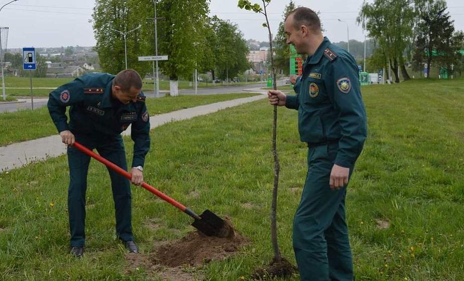 Новогрудские спасатели высадили липовые аллеи