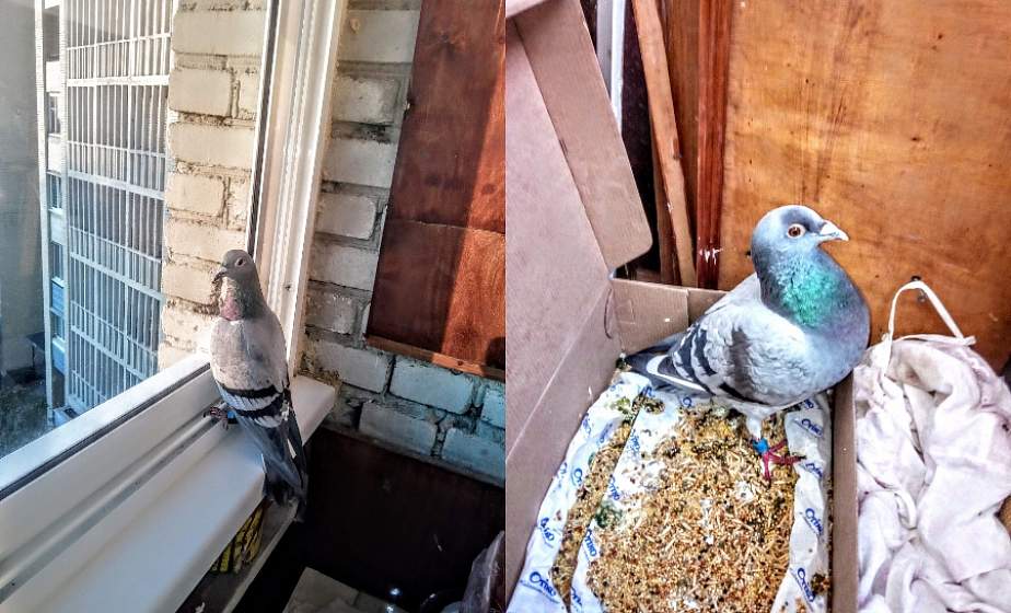 Жительница Лиды спасла окольцованного голубя, который прилетел из Польши