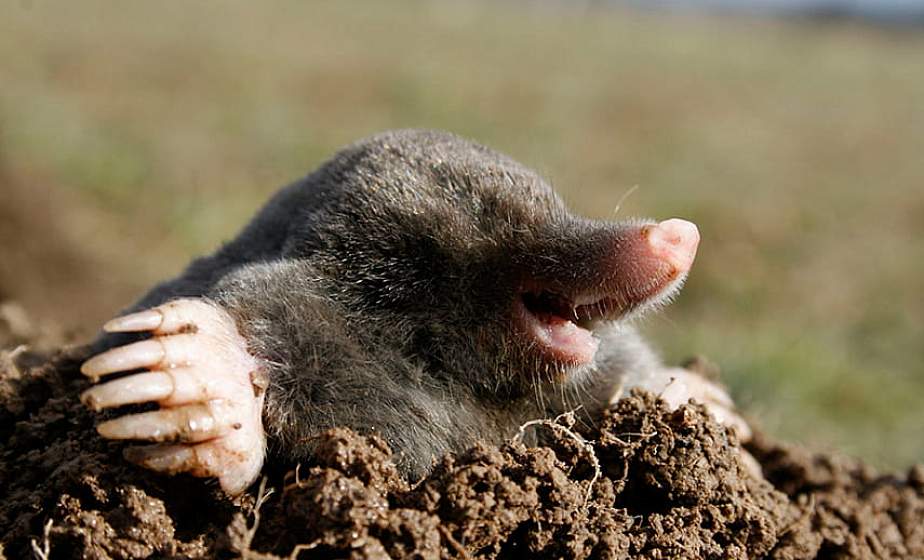 Как бороться с кротами на огороде и приусадебном участке: проверенные способы