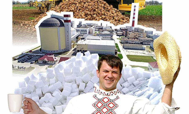 Сладкий корень станет сахаром. Гродненская область увеличит производство сахарной свеклы