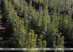 "Неделя леса" стартует в Беларуси