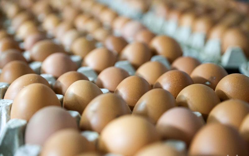 В Беларуси в январе — сентябре производство сельхозпродукции выросло на 4,6 %