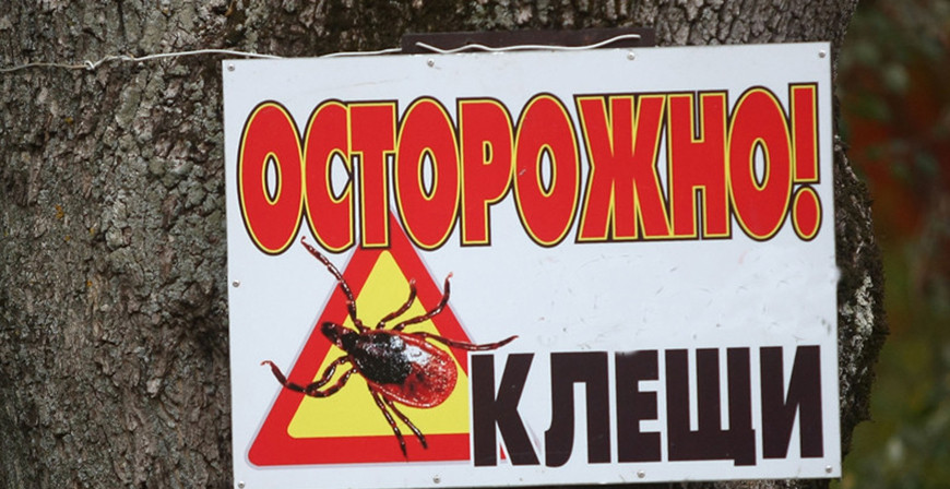 В Беларуси активизировались клещи