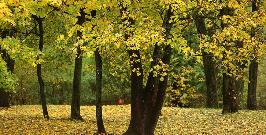 Оранжевый уровень опасности из-за сильных дождей по югу объявлен в Беларуси 25 октября