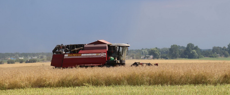 В хозяйствах Новогрудчины началась уборка рапса