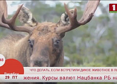 Что делать, если вы встретили дикое животное в лесу? (+видео)