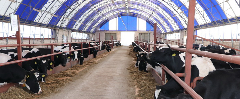 Малочны вектар стваральнай працы. Падводзім вынікі развіцця малочнай галіны Навагрудчыны